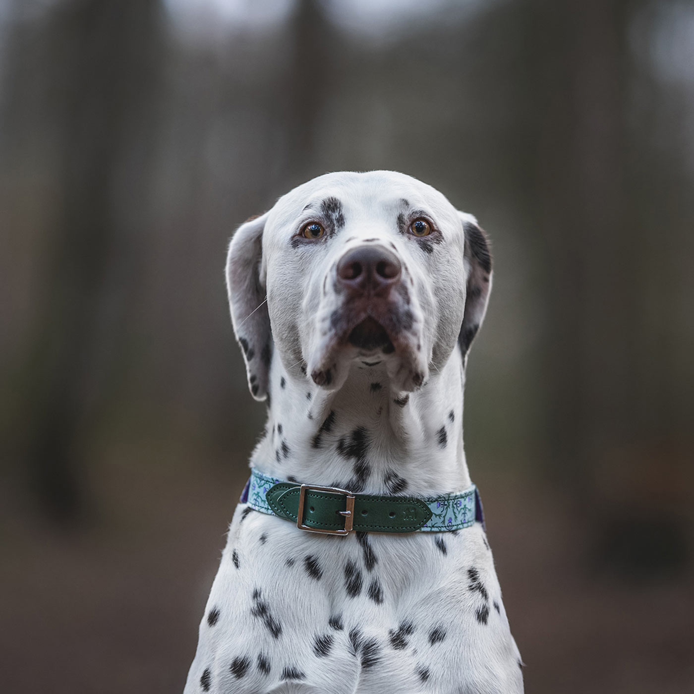 Set & accessorise your pooch ready for a stylish dog walk with Hiro + Wolf X L&L Dog Collar, the perfect dog walking accessory! Made using strong webbing lining to provide extra strength! Available in 3 stylish designs and 5 sizes at Lords & Labradors  