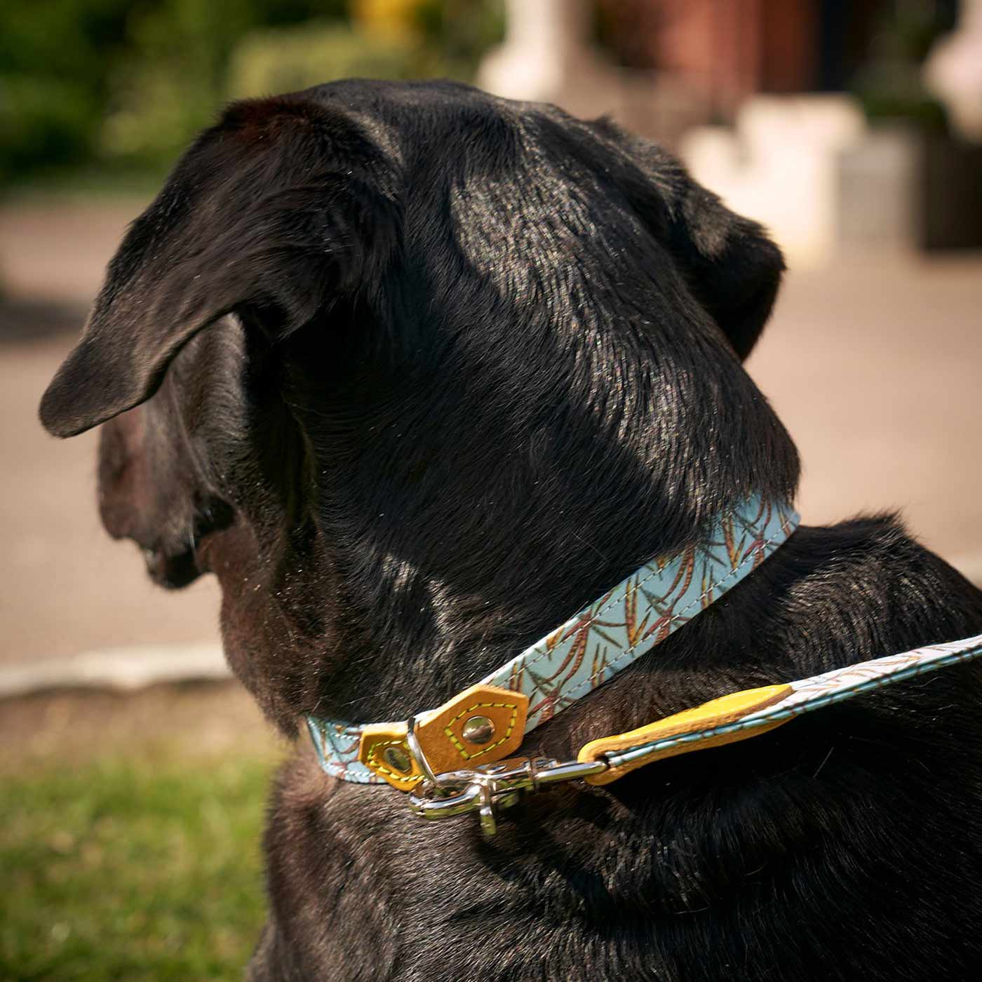 The perfect dog sales collar