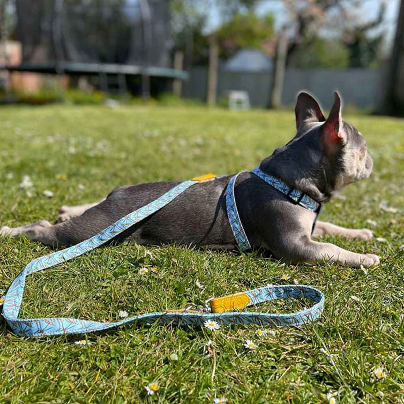 [colour:pheasant] Set & accessorise your pooch ready for a stylish dog walk with Hiro + Wolf X L&L Dog Lead, the perfect dog walking accessory! Made using strong webbing lining to provide extra strength! Available in 3 stylish designs and one sizes at Lords & Labradors