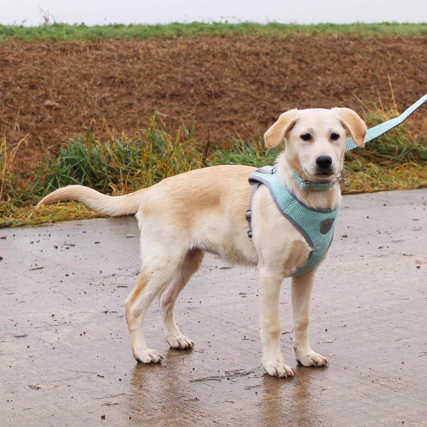 Grey Herringbone Designer Dog Harness Coat with Matching Leash –  UKUSCAdoggie