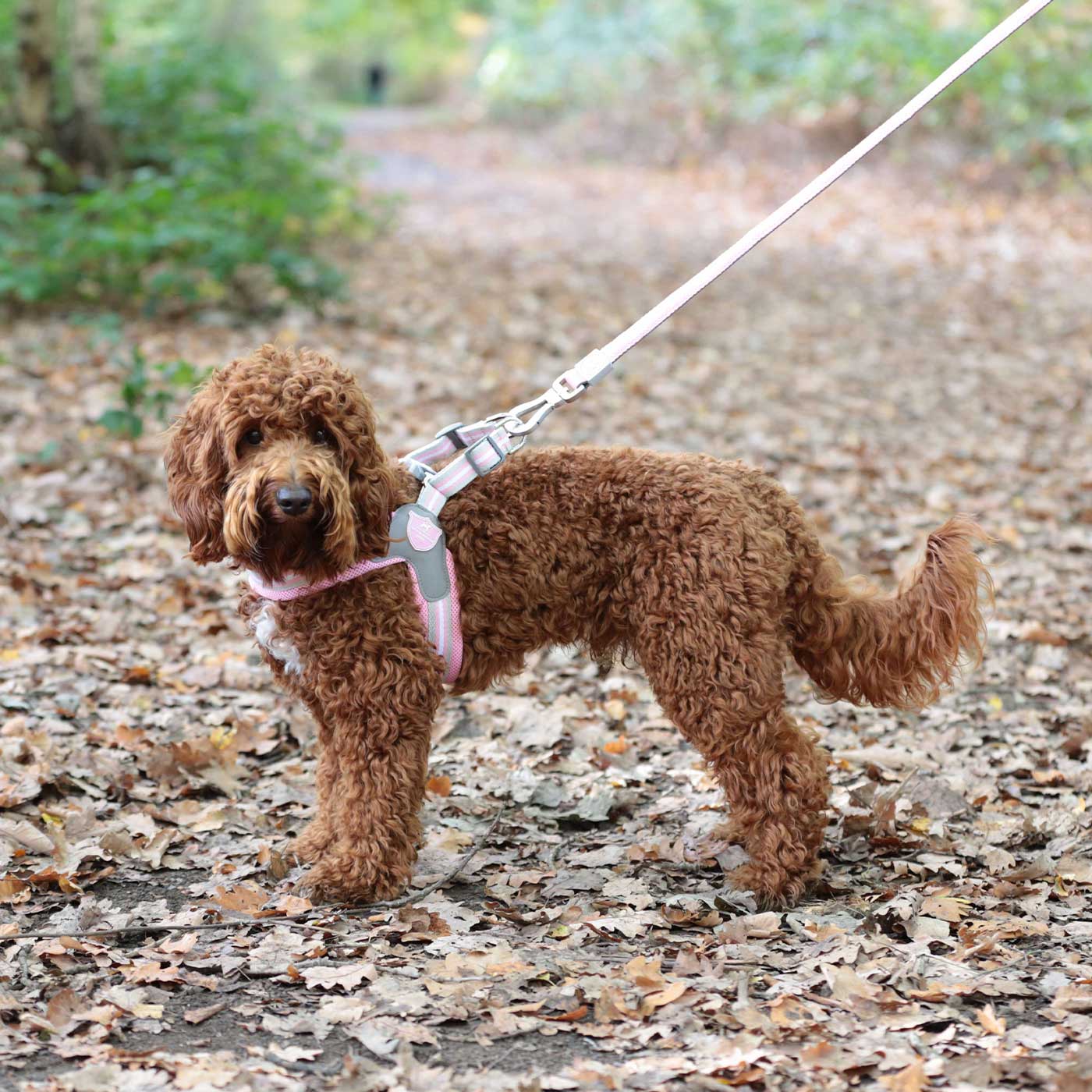 Easy walk harness pink sale