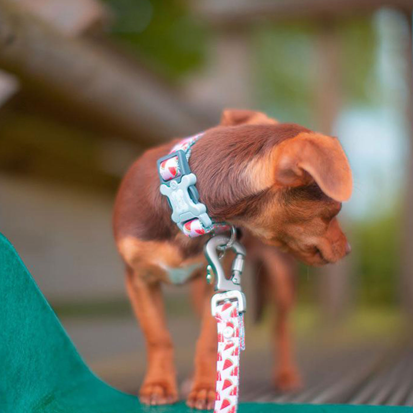 Hugo & Hudson Watermelon Collar