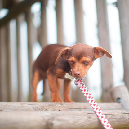 Hugo & Hudson Watermelon Collar