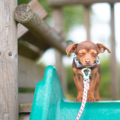 Hugo & Hudson Watermelon Collar