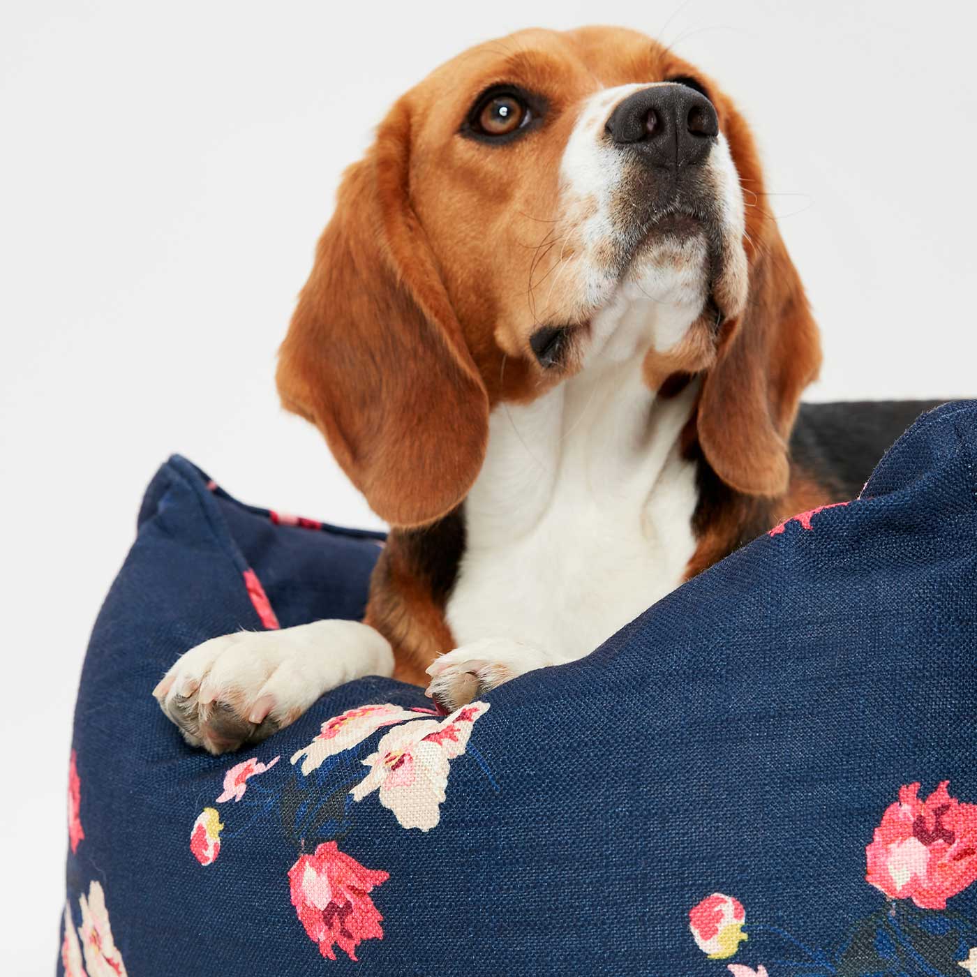 Medium joules 2024 dog bed