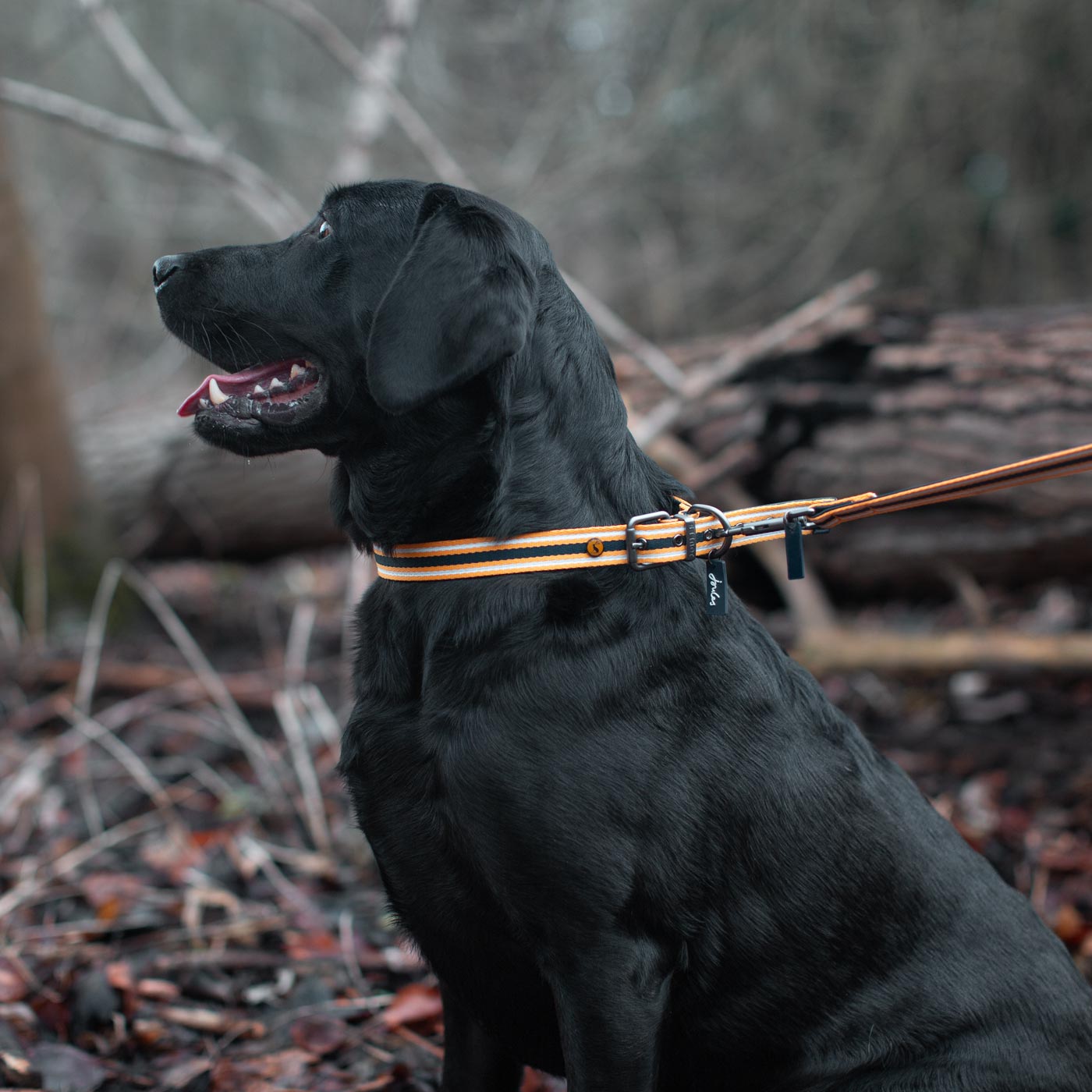 Joules coastal navy and mustard collar and lead on Labrador in forest