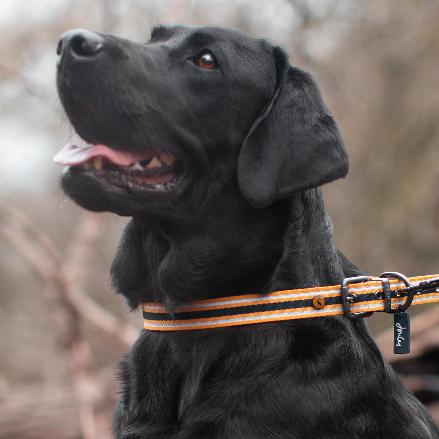 Joules coastal navy mustard collar close up