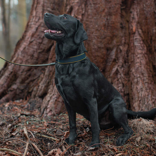 Joules navy leather dog collar on black Labrador with matching lead