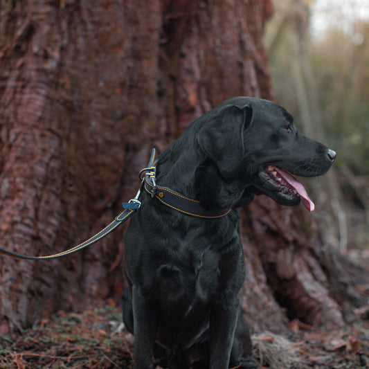 Joules navy leather dog lead and collar