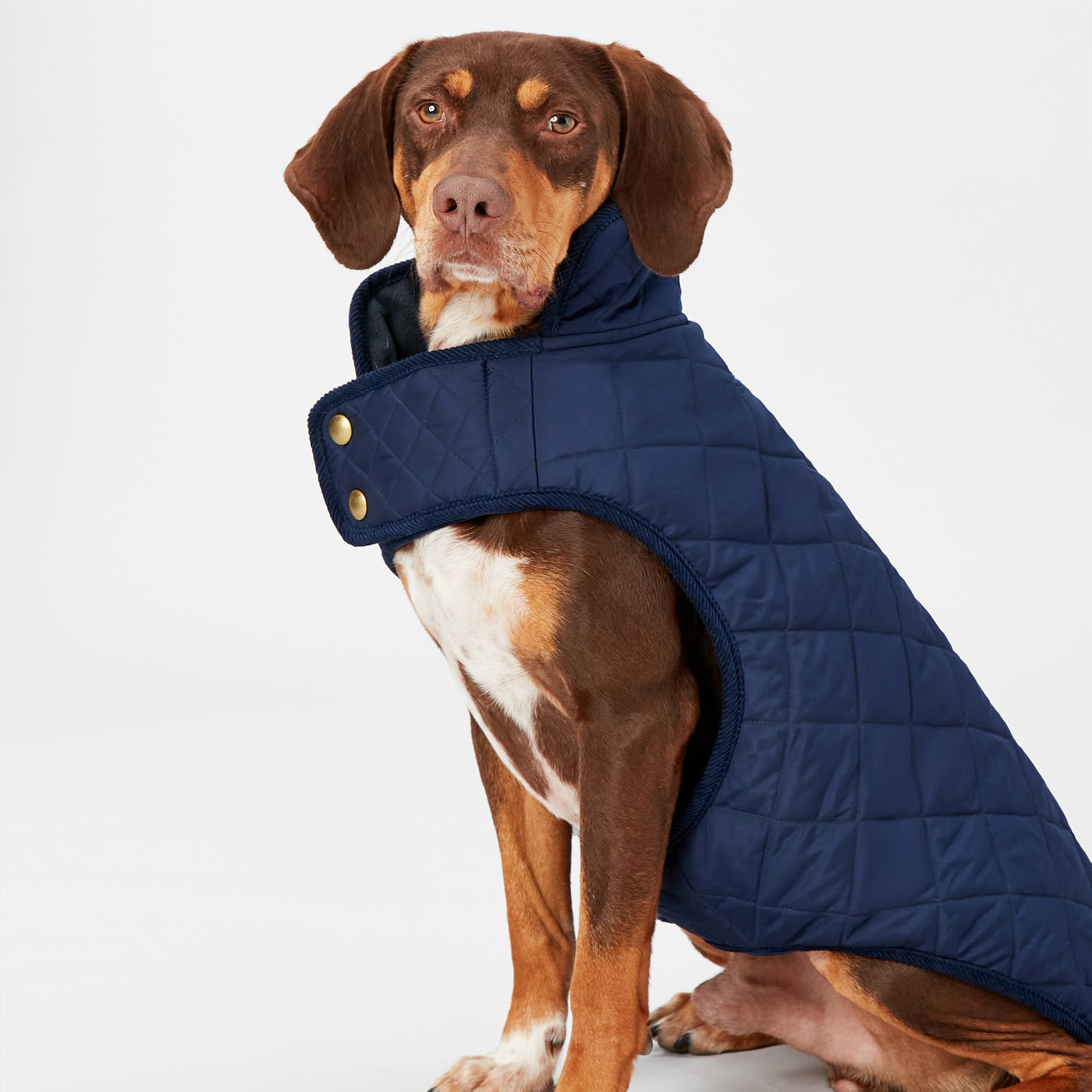 Joules dog store coat