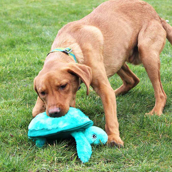 KONG SoftSeas Turtle Dog Toy, Large