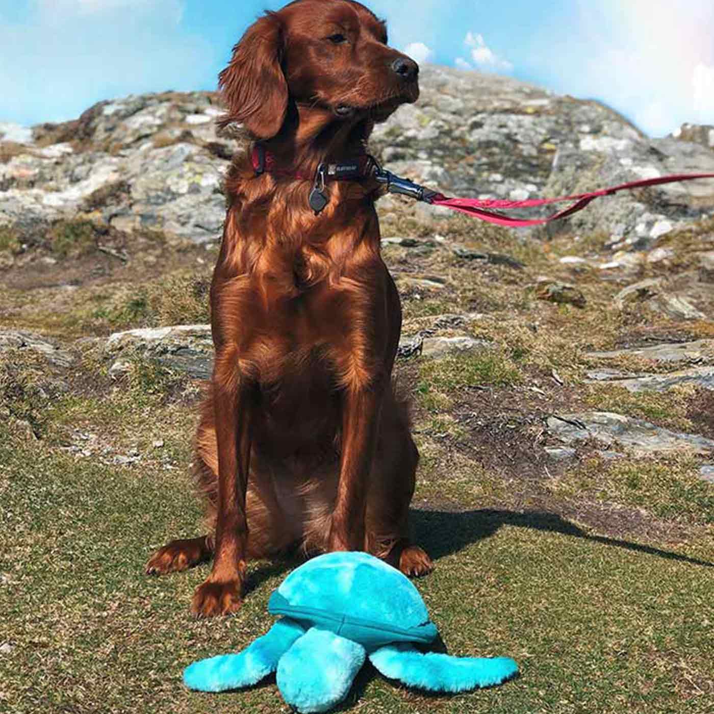 https://www.lordsandlabradors.co.uk/cdn/shop/products/kong-softseas-turtle-mountains.jpg?v=1637077592&width=1445