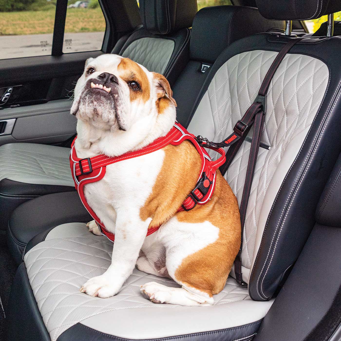 Long dog seat clearance belt