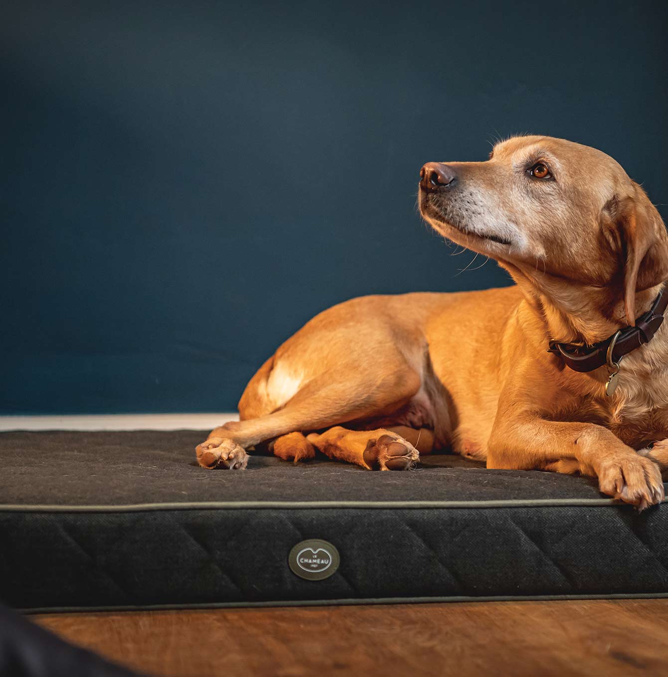 Long lasting clearance dog beds