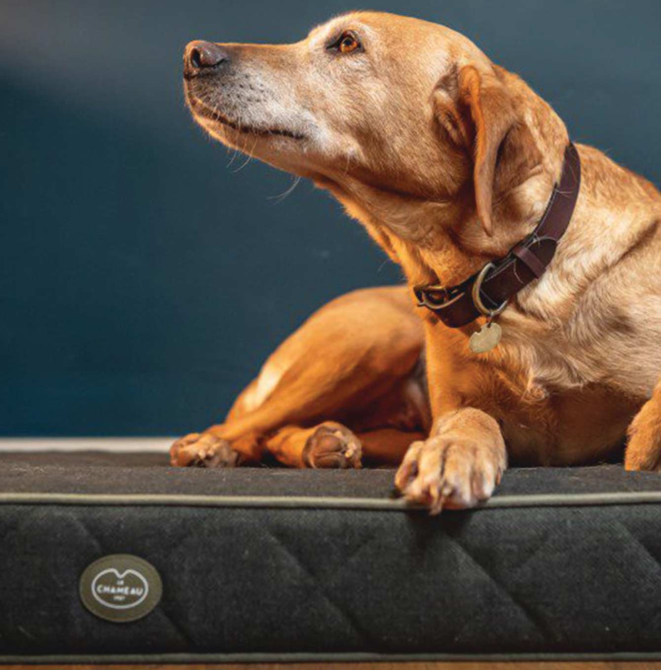 Le Chameau vert bed with dog sat [color:vert]