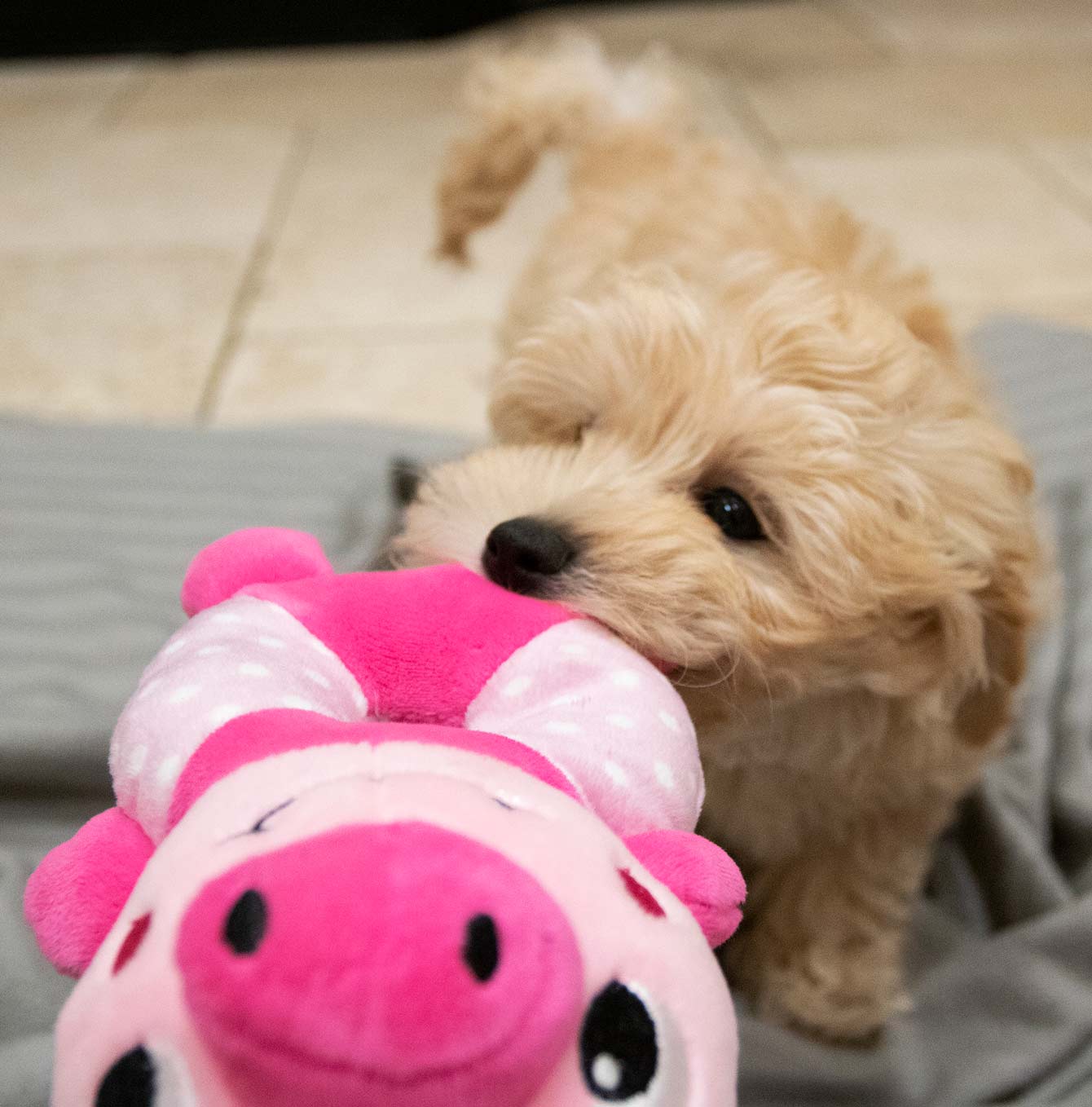 Little Rascals play ring pig with dog