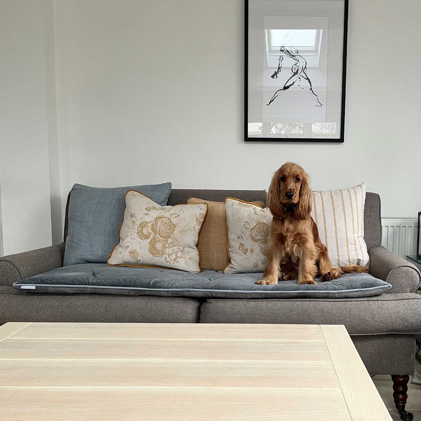 Velvet sofa clearance with dogs