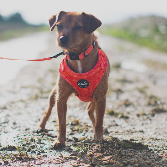 Love Nala fire harness warn by Nala the Norjack