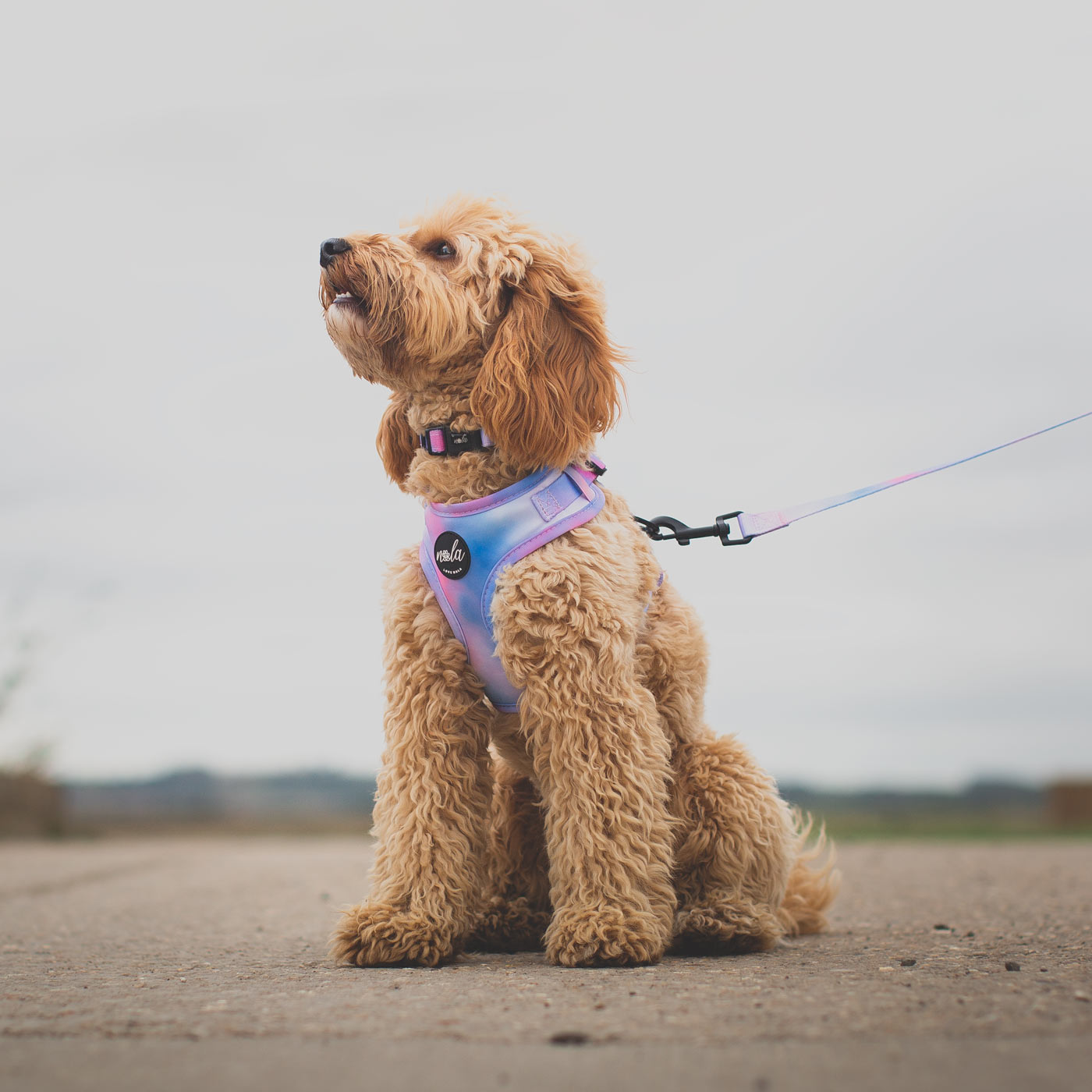 Dog harness 2025 for cockapoo