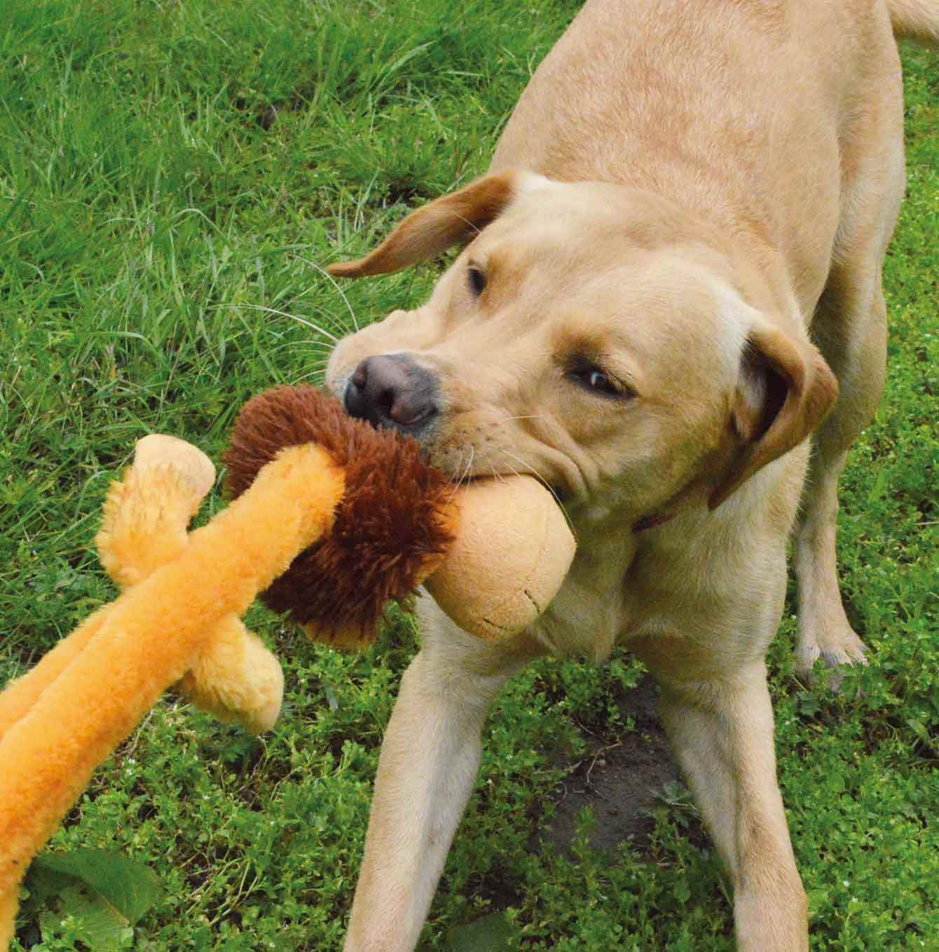 Mad AboutPets wild crinkler lion tug of war with dog