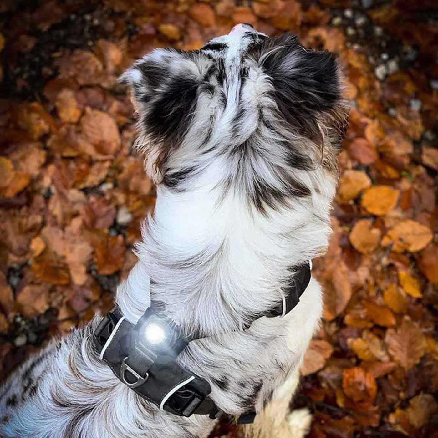 Dog shop safety light