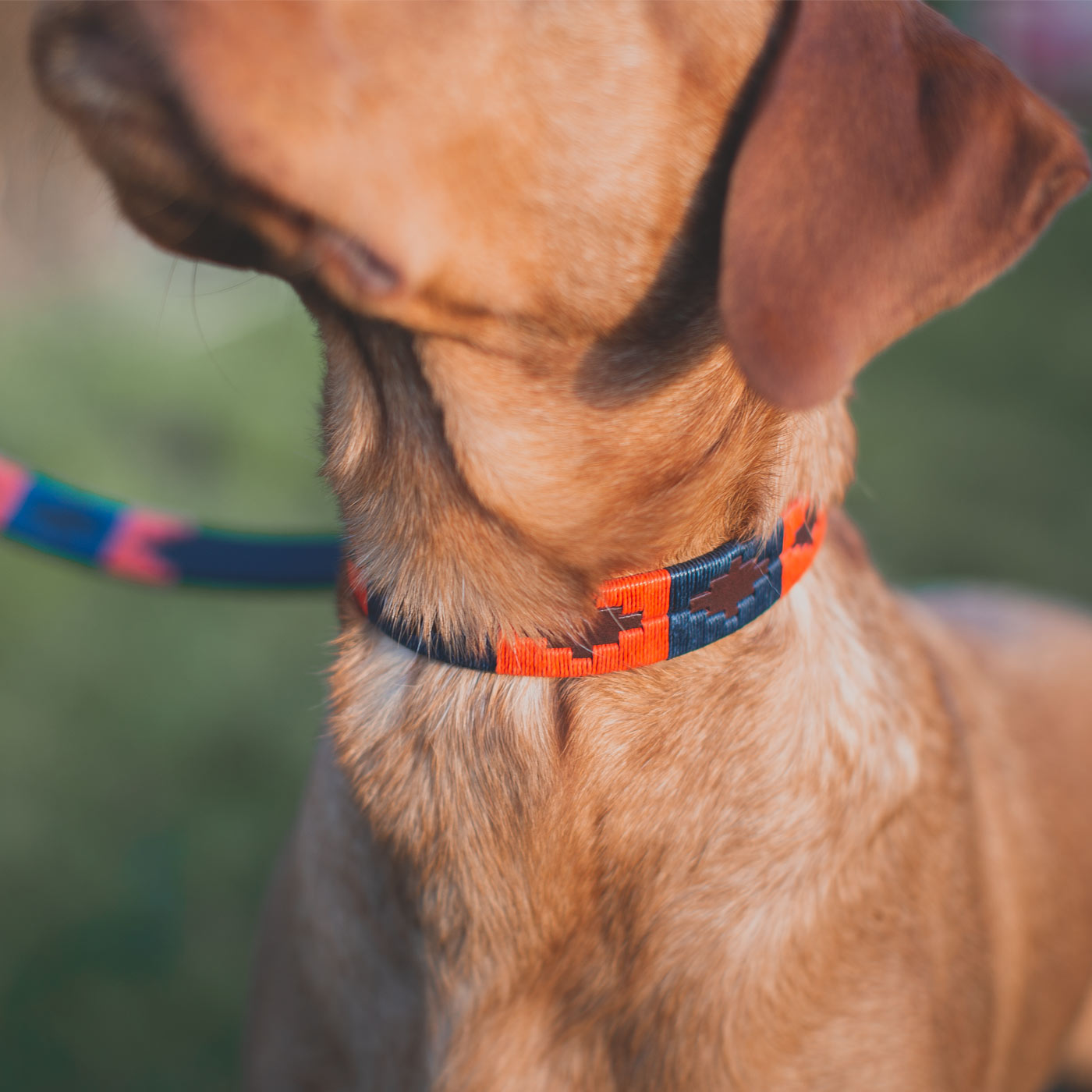 Pampeano audaz dog collar close up on Labrador