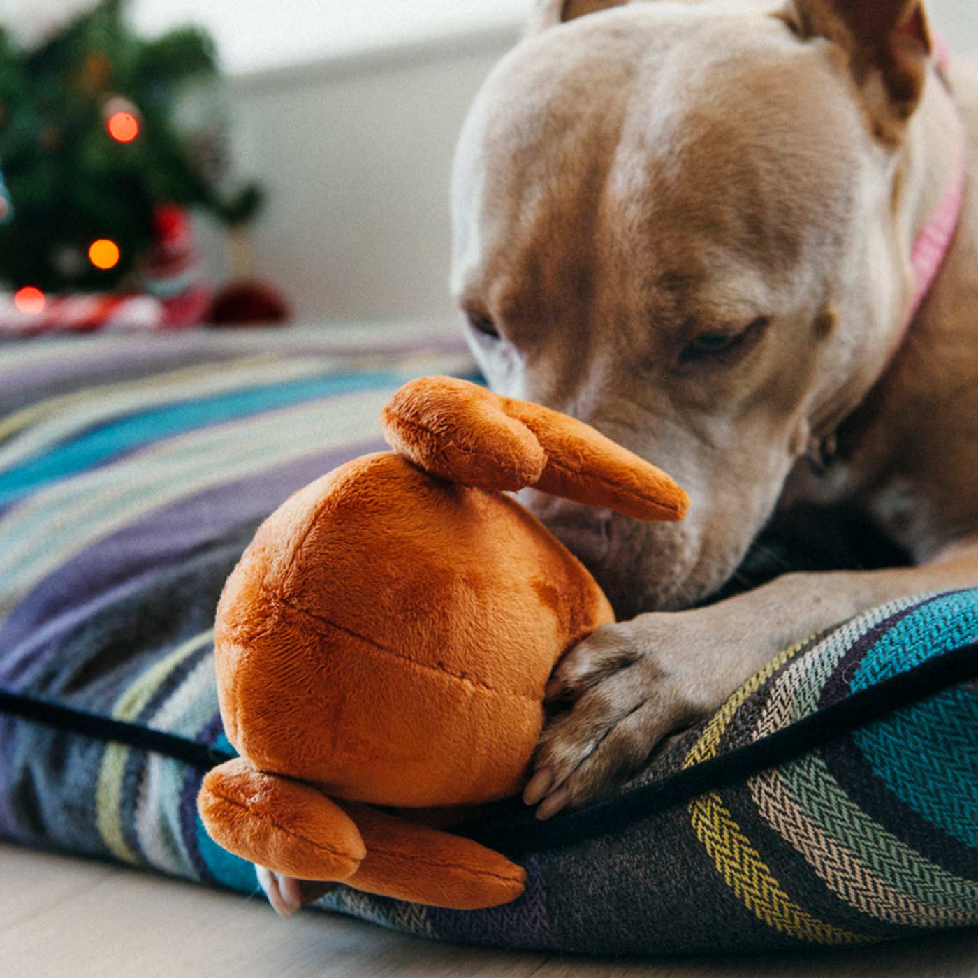 P.L.A.Y. Christmas whole turkey with dog on bed