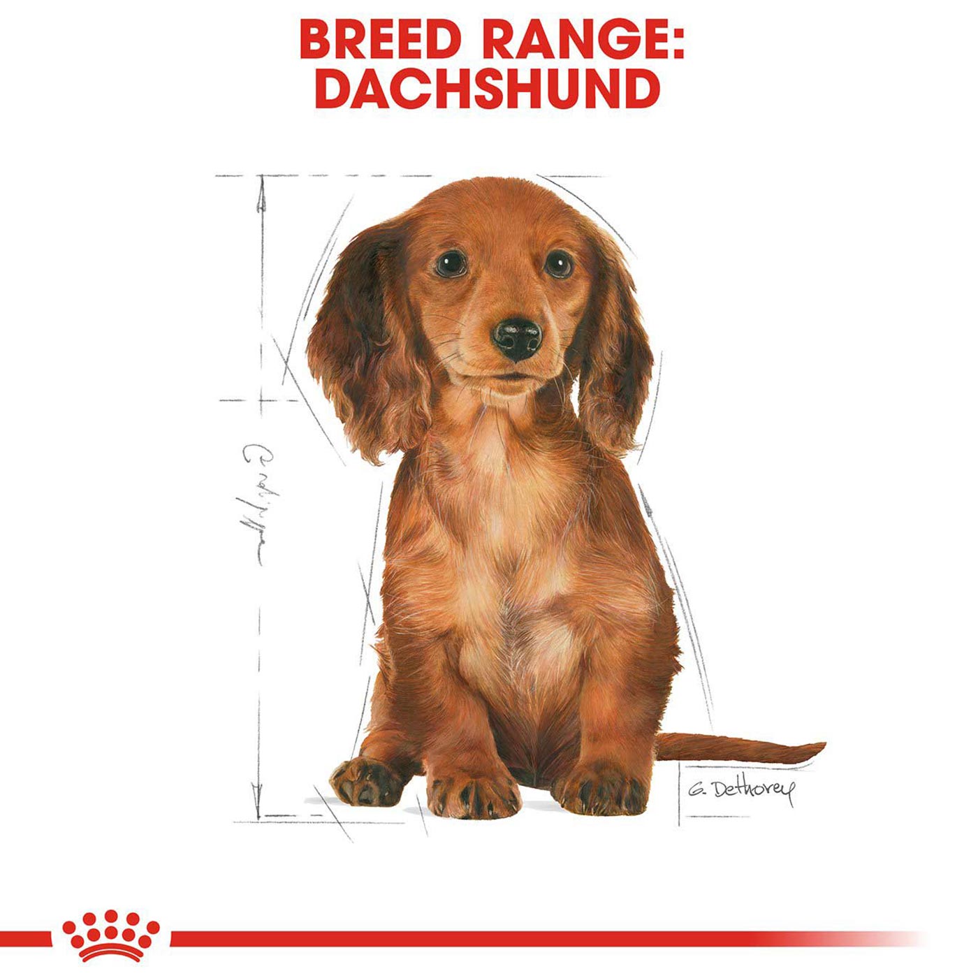 Royal Canin Dachshund Dry Puppy Food (1.5KG)