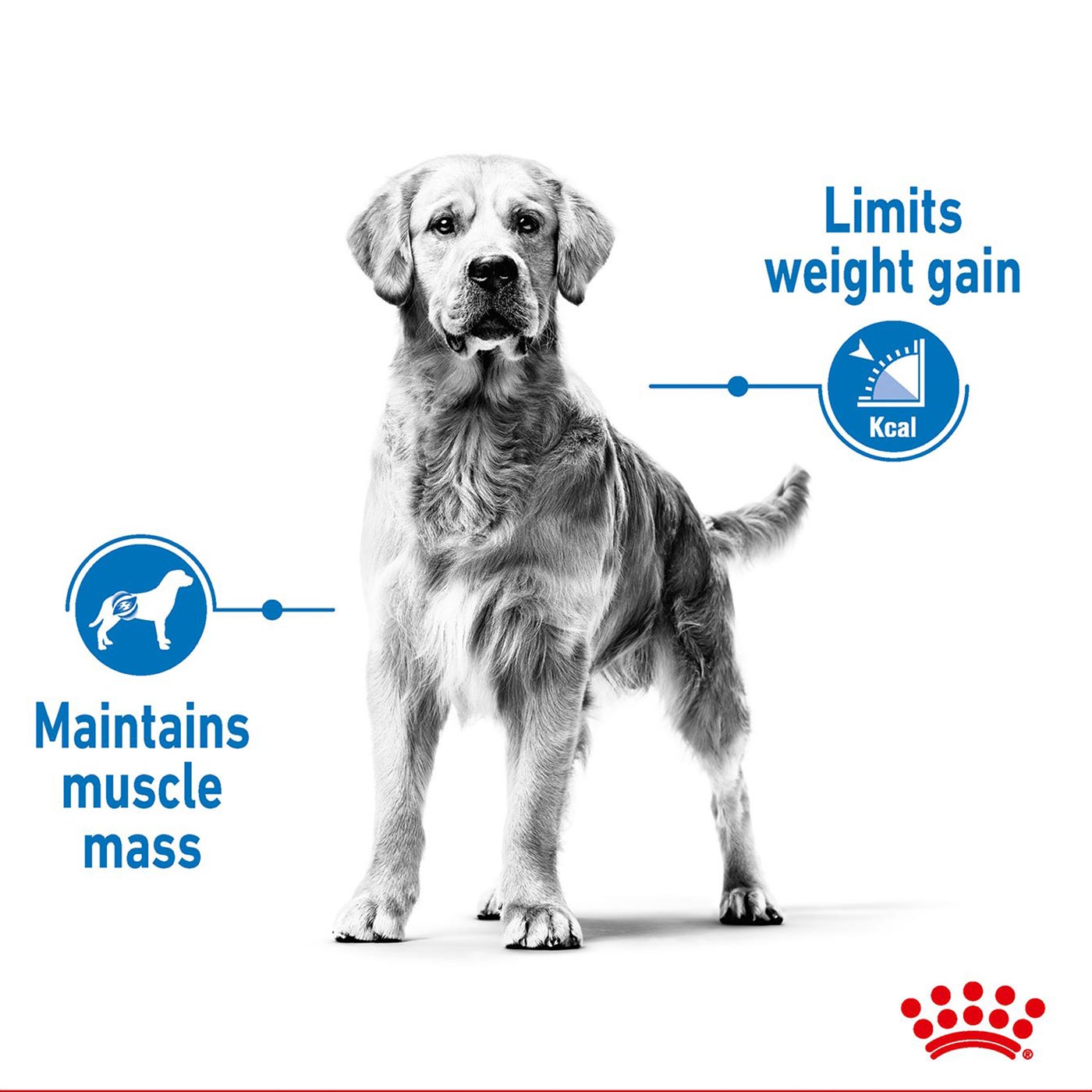 Royal Canin Maxi Adult Light Weight Care Dog Food