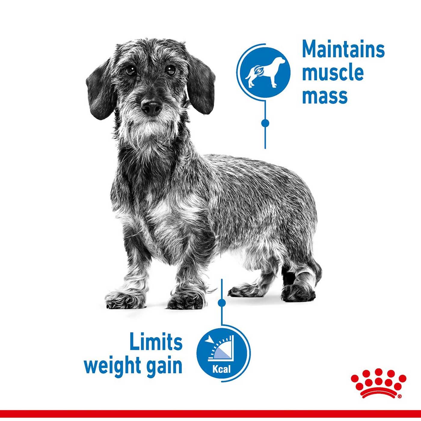 Royal Canin Mini Adult Light Weight Care Dog Food