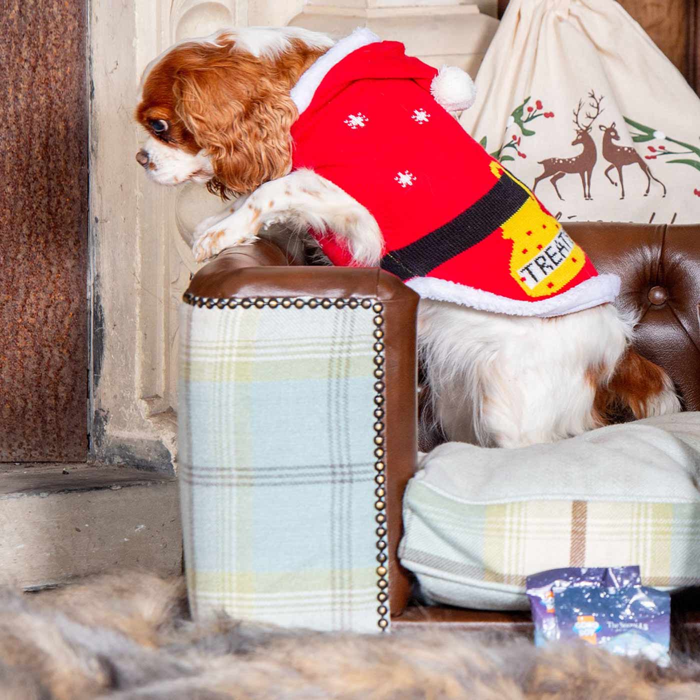 Christmas jumper with hot sale dog on