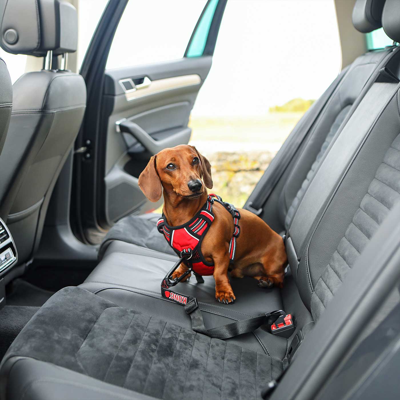 Dog travel outlet seat belt