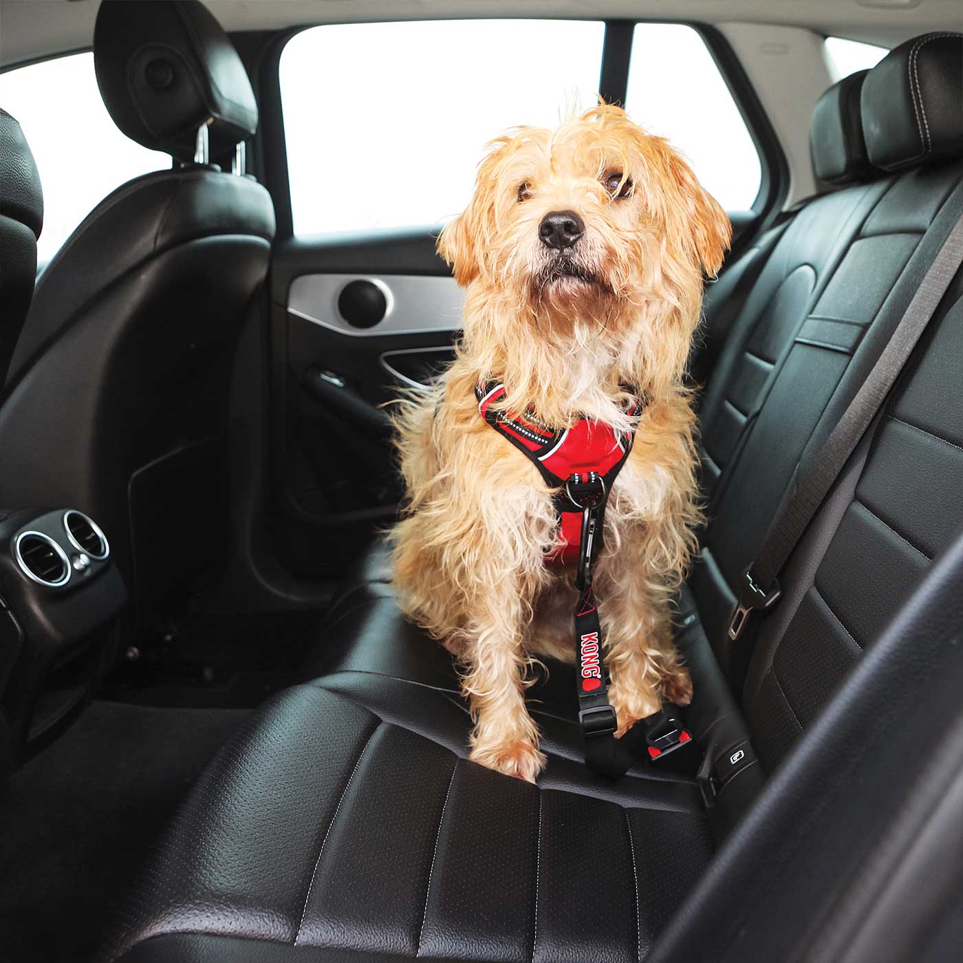 Dog seat sale belt tether