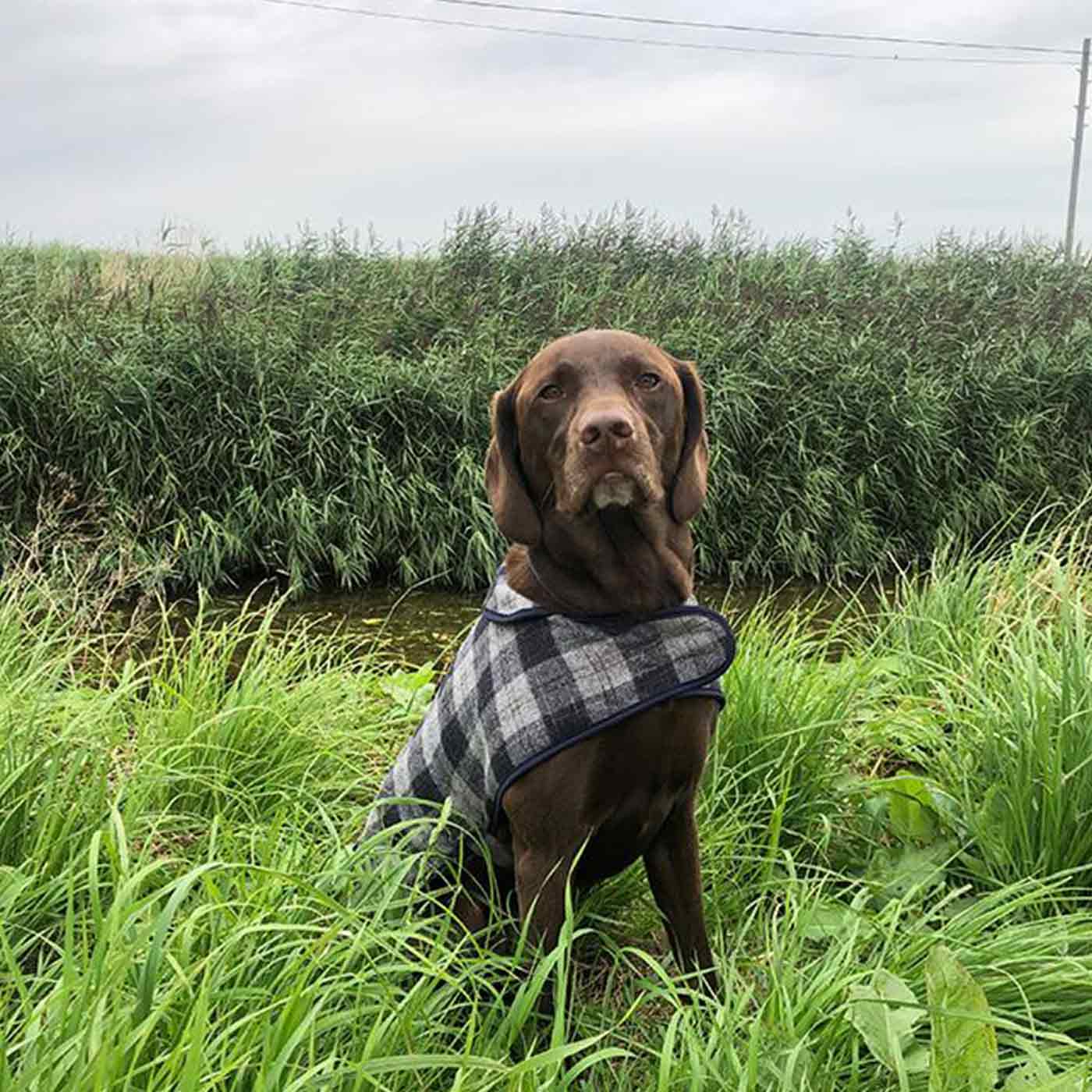 Dog tweed outlet coat